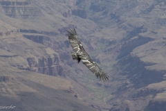 A California condor glides effortlessly above the Grand Canyon. The tags on his wings help park rangers track and monitor this endangered animal.